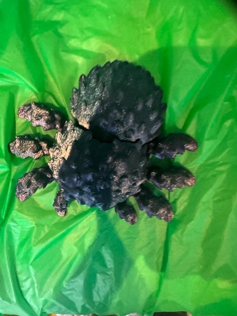 Spiky Stellar Spider